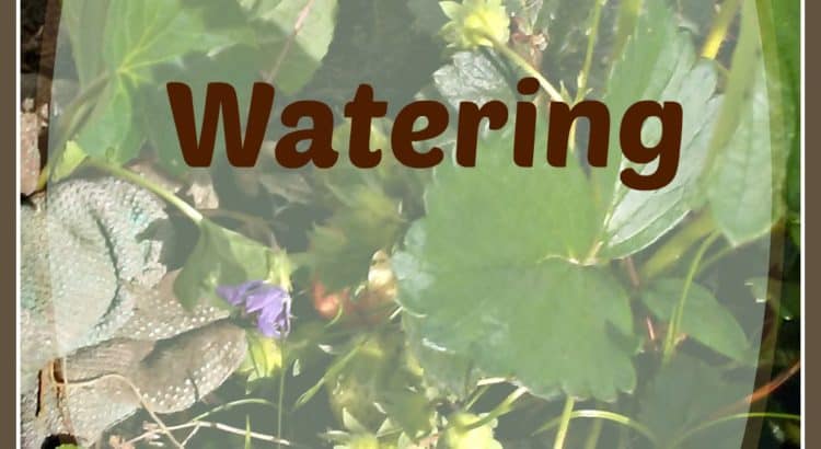 Watering the Weeds in God's Garden